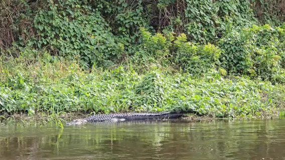 Alligator Attack – Osceola County, Florida