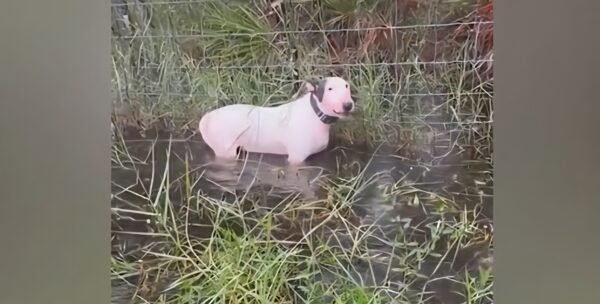 Governor Ron DeSantis Signs Trooper’s and Dexter’s Laws to Strengthen Animal Cruelty Penalties in Natural Disasters