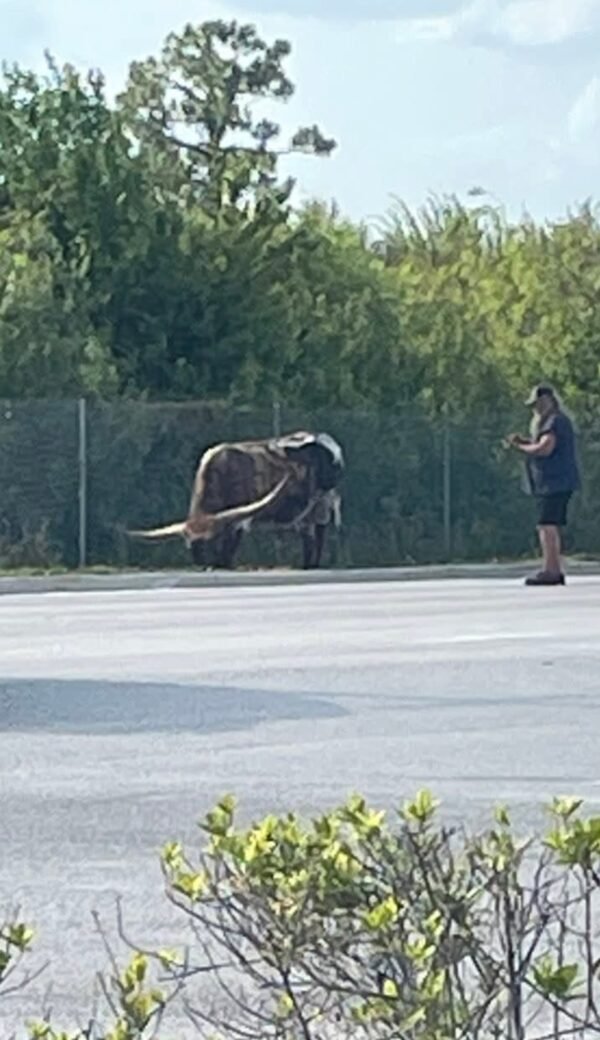 Polk County Sheriff Deputy Knocked Unconscious by Loose Longhorn Bull in Traffic