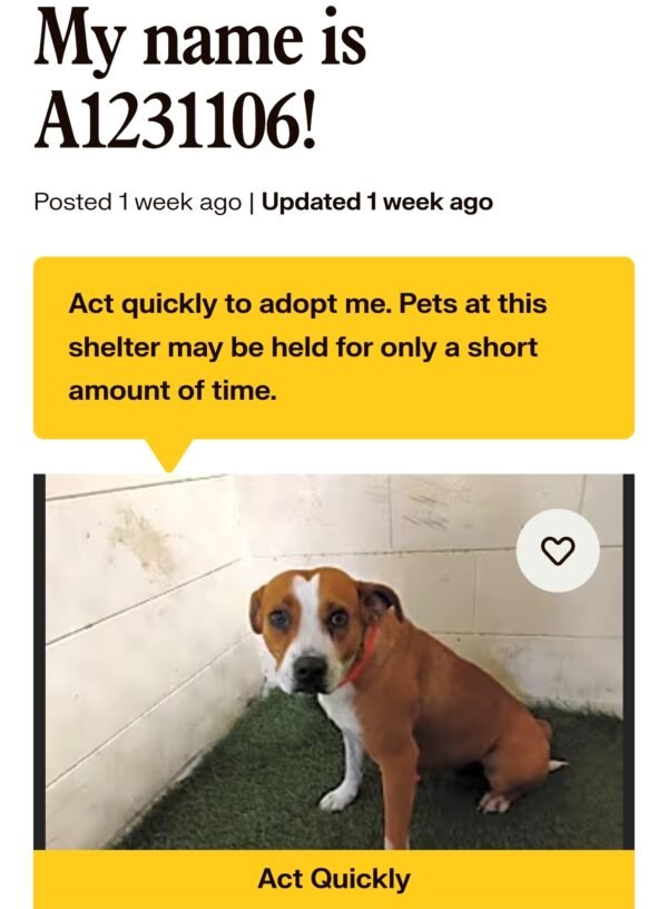 Free Pet Adoptions TODAY at Polk County Animal Patrol – Save a Life Now!