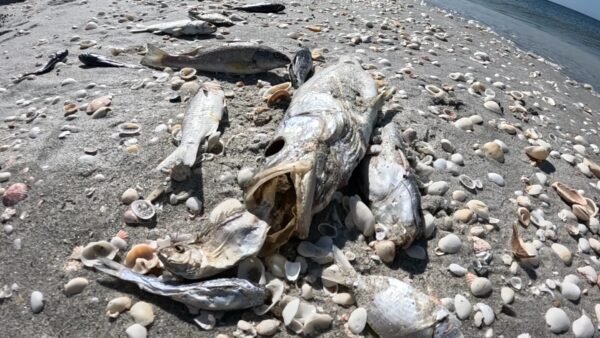 Public Health Advisory: High Bacteria Levels at Clearwater, Sand Key, and Indian Rocks Beaches in Pinellas County