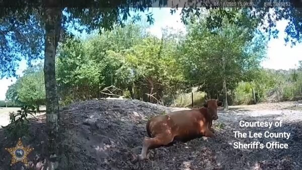 Florida Man Arrested for Shooting Neighbor’s Cow Five Times