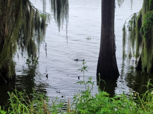 Blue-Green Algae Detected at Lake Crago, Polk County Issues Health Advisory