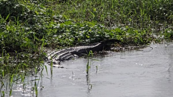 Two Motorcyclists Injured After Striking Alligator on I-4 Near Mile Marker 110