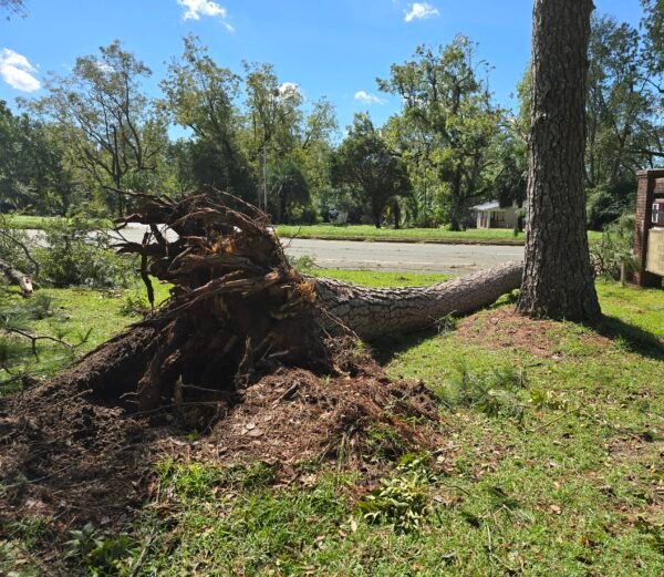 Falling Tree Kills Driver in The Villages
