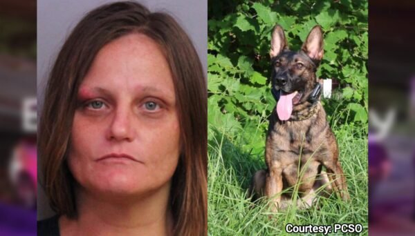 Crime Stoppers Tip Leads to Felony Warrant Arrest with K-9 Apprehension in Auburndale; Suspect Transported via Trauma Alert