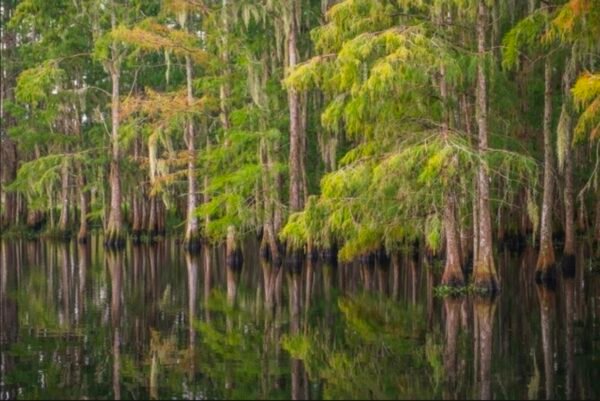 Governor Ron DeSantis Approve $167 Million to Protect More Than 20,000 Acres of Conservation Lands
