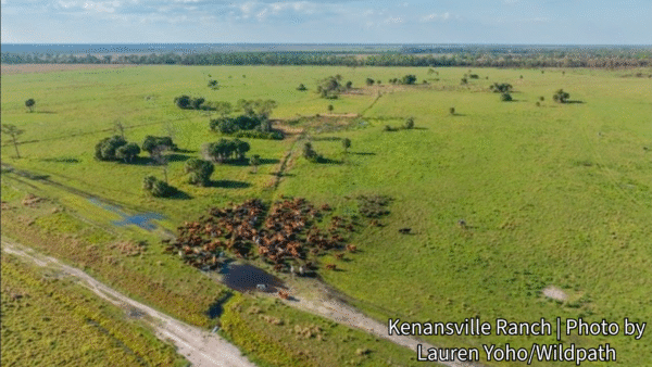 Florida Protects More Than 7,500 Acres of Ranchlands in Osceola County