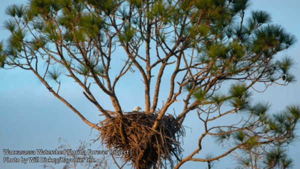Florida Acquires 21,600 Acres in Levy County for Conservation