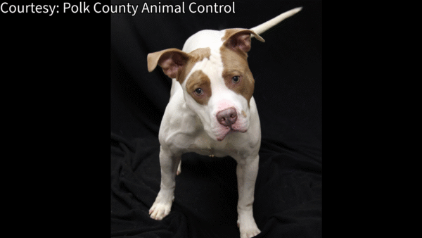 Governor DeSantis Proposes State Licensing for Dog Breeders