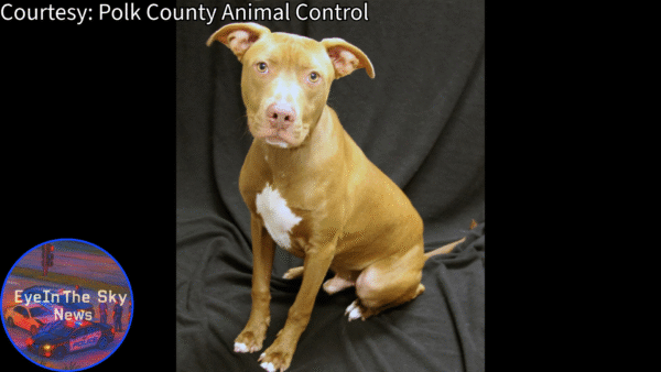 Polk County Animal Control Hosts Pet Fest 2025 with Free Adoptions December 13