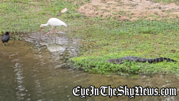 Polk Health Officials Caution Public on Blue-Green Algae Bloom at Lake Echo