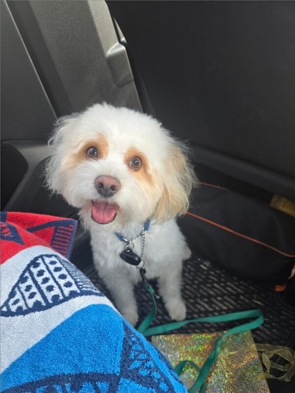 Former Bartow Police Officer Charged After Allegedly Poisoning Girlfriend’s Dog