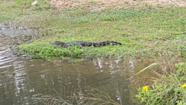 Peace River Off Lake Branch Rd in Hardee County Under Algae Caution
