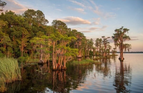 Historic 61,525-Acre Easement Permanently Protects Path to Osceola National Forest