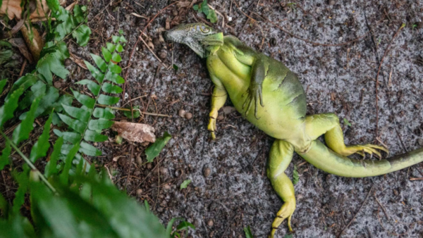 Florida Temporarily Allows Public to Collect Frozen Green Iguanas for Removal