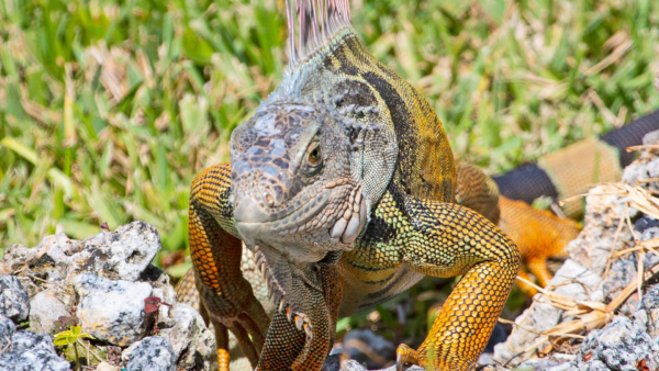 Florida FWC Removes Over 5,000 Invasive Green Iguanas During Cold Snap