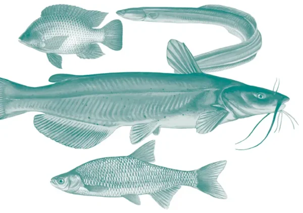 FWC Schedules Freshwater Commercial Fishing Regulation Talks to Lakeland – Public Meeting Feb. 25 at Tenoroc