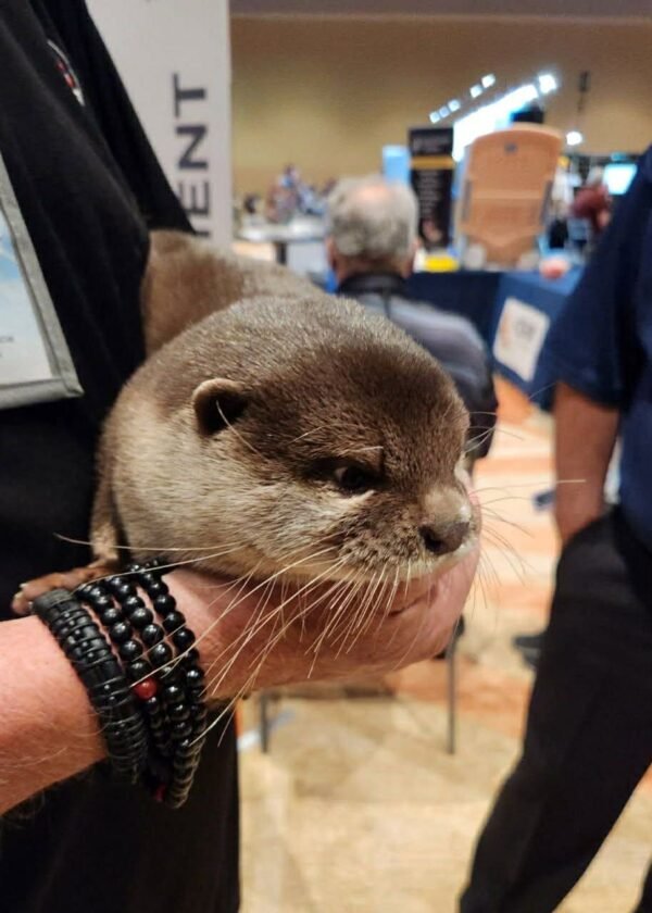 Peace River K9 Search and Rescue Trains Otter to Find Human Remains Underwater