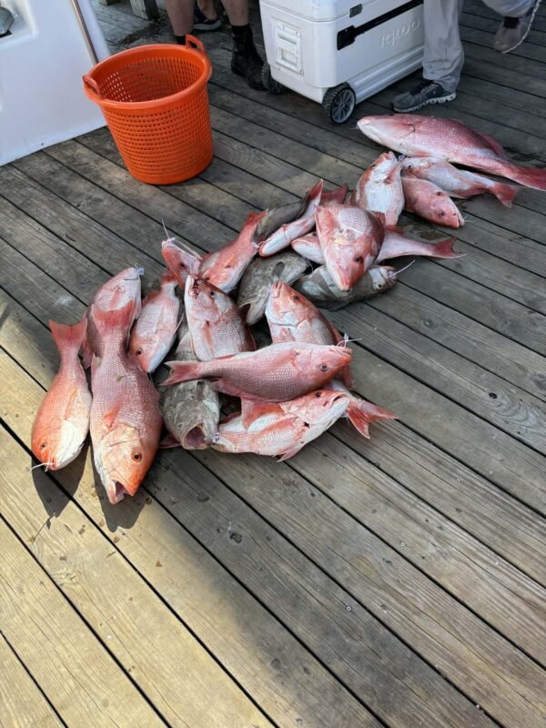 FWC Sets New Size, Bag Limits for Gulf Lane Snapper