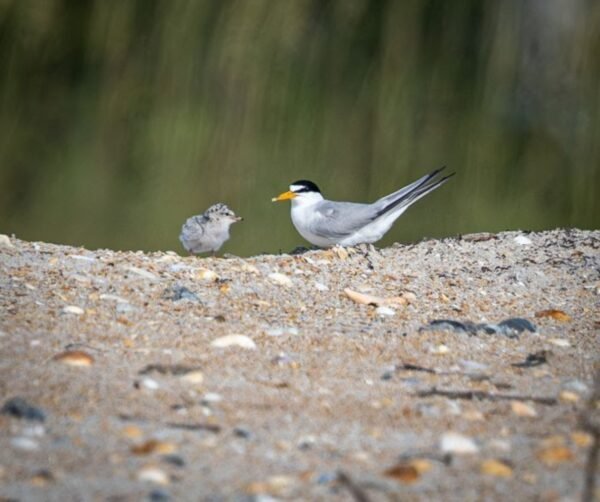 FWC: Breeding Season Begins for Florida’s Shorebirds, Seabirds, and Wading Birds