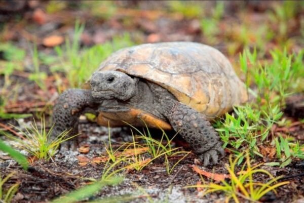 FWC Urges Floridians to Prepare for Busy Wildlife Season