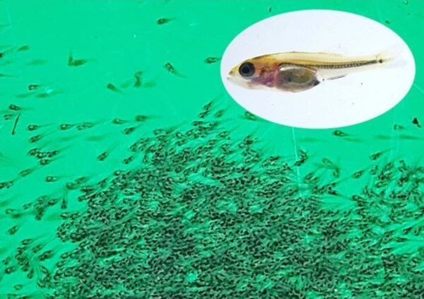 FWC Stocks Nearly 300,000 Florida Bass in Lake George to Boost St. Johns River Fishery