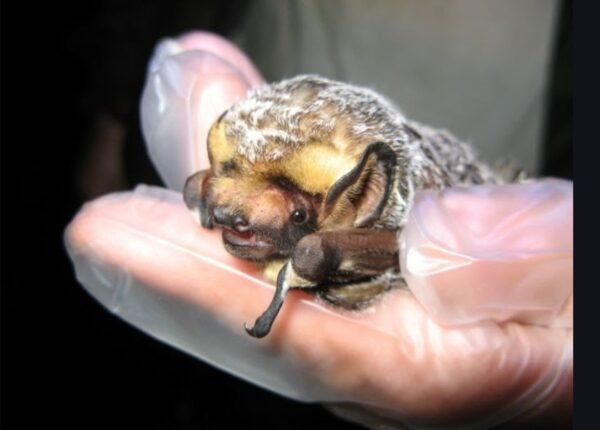 Florida’s Bat Babies Are Coming: Inspect Your Home Before Maternity Season Starts