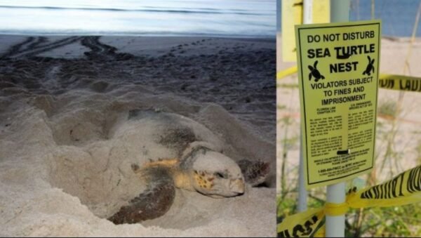 Florida Sea Turtle Nesting Season Begins: FWC