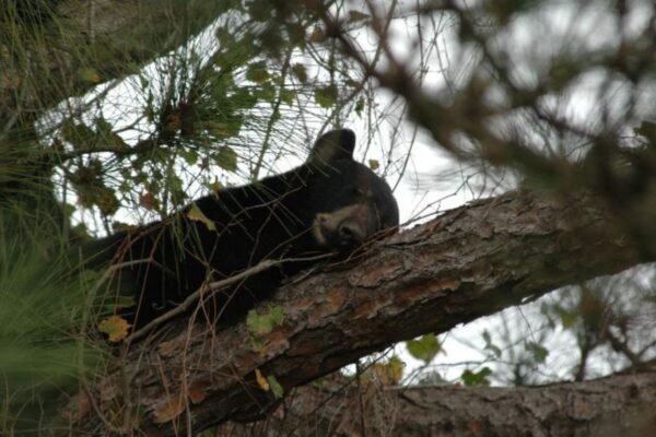 FWC Urges Residents to Prevent Bear Conflicts This Spring