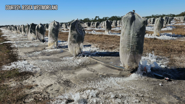 Polk County Offers $10 Flat Fee for Freeze-Damaged Yard Waste at North Central Transfer Station