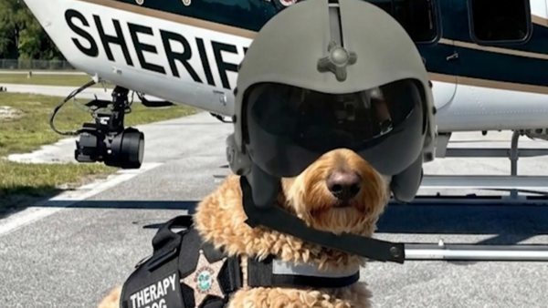 K9 Murphy, Osceola Sheriff’s Office Therapy Dog Reaches Finals for Hero Pet Award