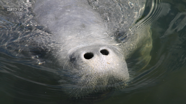 FWC Reminds Boaters to Slow Down as Manatees Begin Spring Migration