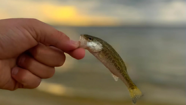 Lake County Hosts Annual Kids’ Fishing Clinic