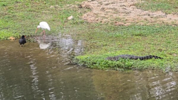 Hardee County Lifts Blue-Green Algae Health Alert on Peace River