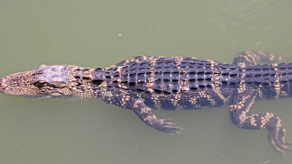 Florida Only Place Where Alligators and Crocodiles Coexist in the Wild