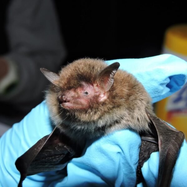 Polk Reminds Residents to Avoid Contact with Wild and Stray Animals