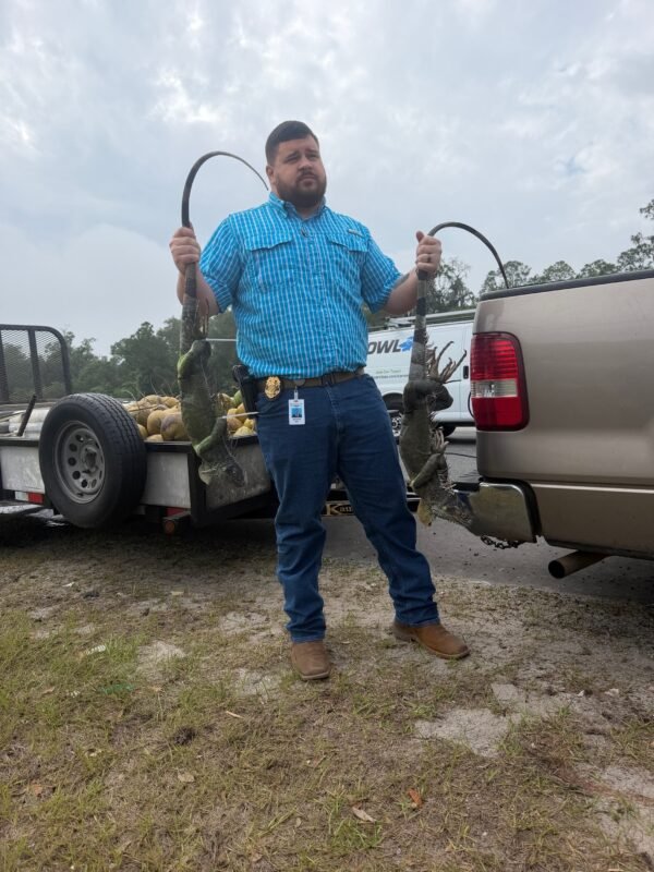 Winter Haven Traffic Stop Leads to Arrest, Discovery of 13 Iguanas and Iced Fish