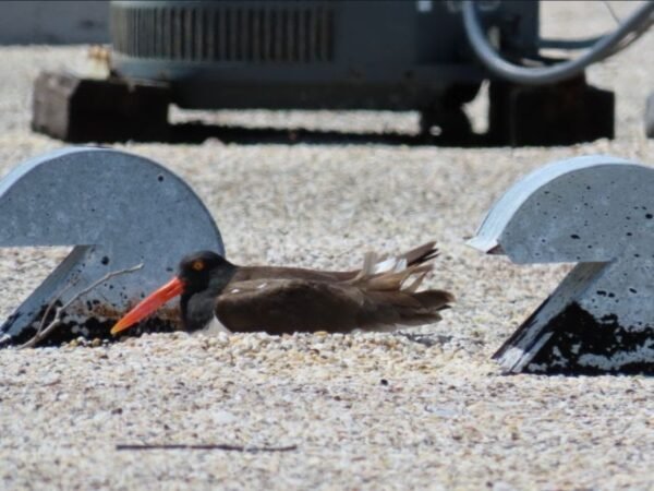 Rooftop Nesting Season Underway for Shorebirds Across Florida