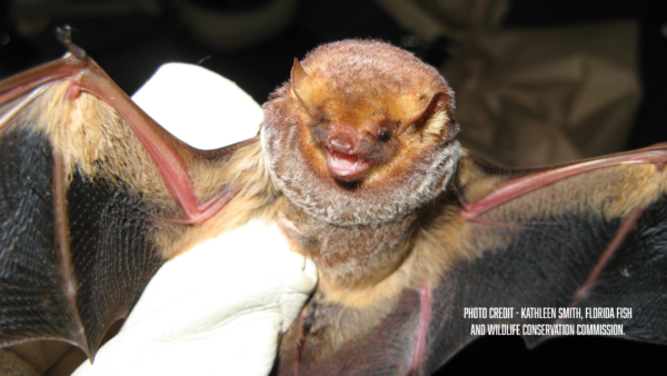 Bat Maternity Season Begins April 16 Across Florida