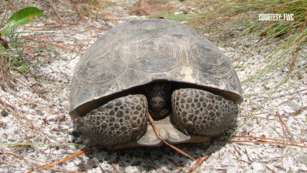 FWC Promotes Awareness of Threatened Gopher Tortoises