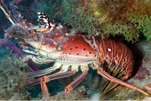 Spiny Lobster Season Closes Today, April 1, Reopens in August