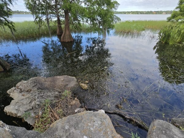 Lake Hollingsworth Water Sampling Begins Following Reports of Dead Fish