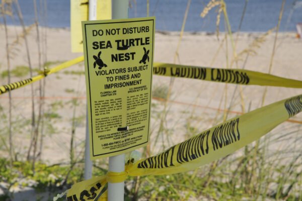 Sea Turtle Nesting Season Underway Across Florida Beaches