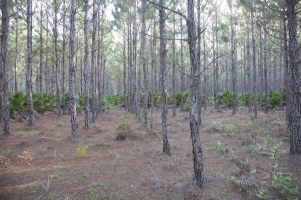 Florida Forest Industry Supports More Than 103,000 Jobs, UF Study Finds