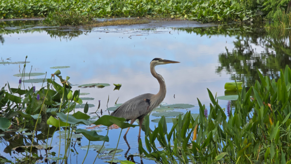 Lakeland Releases Test Results Following Fish Kill at Lake Hollingsworth