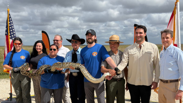 Florida Python Challenge Returns in 2026 With $25,000 in Prizes