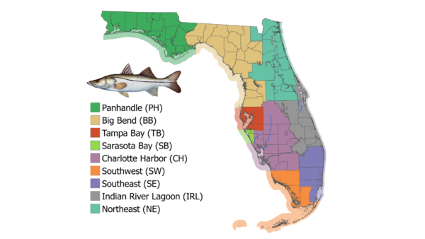 Florida East Coast Snook Harvest Season Closes June 1