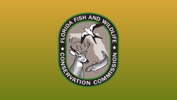 New FWC Rules Increase Oversight of Marine Species