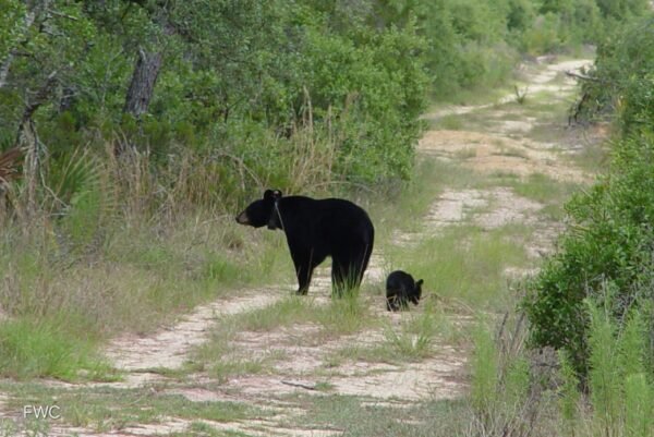 FWC Offers Safety Tips as Black Bears Become More Active